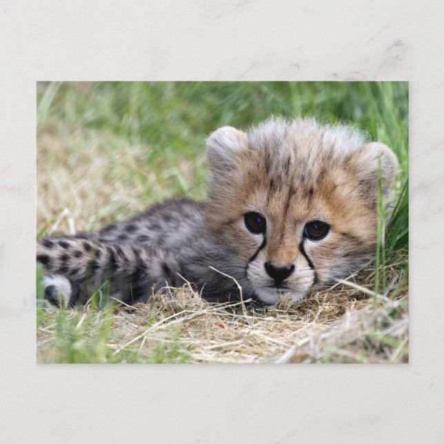 Cheetah Postcard (Front)