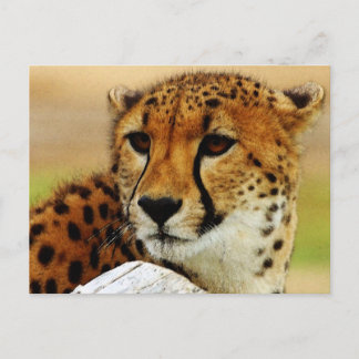 Cheetah Postcard