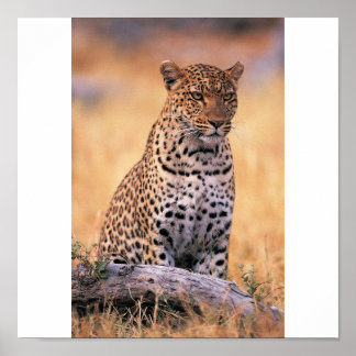 Cheetah Poster