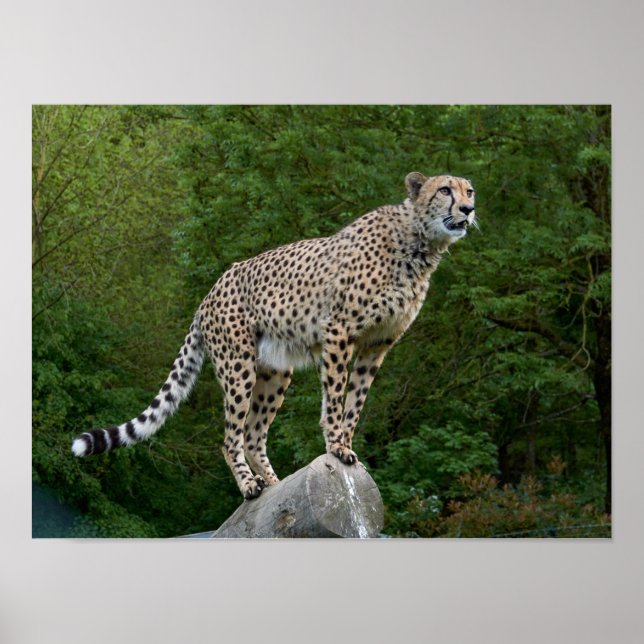 Cheetah Poster (Front)