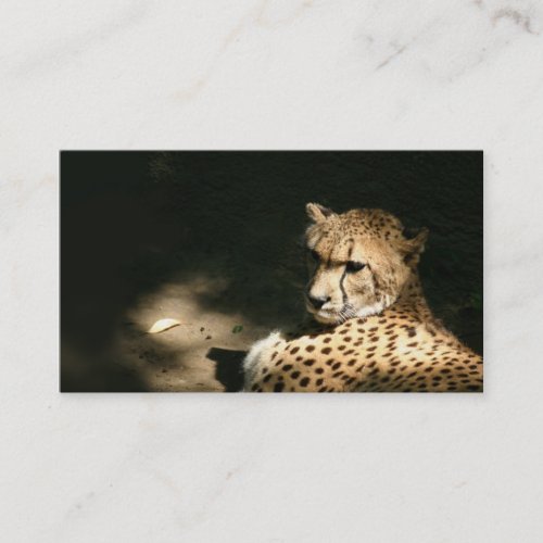 Cheetah profile card business cards