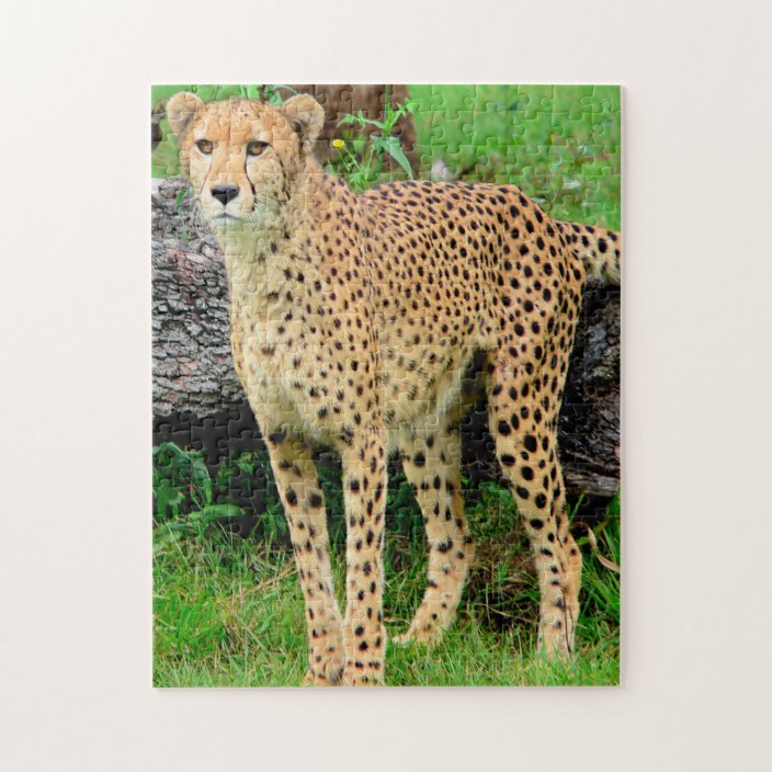 cheetah cat mouse puzzle