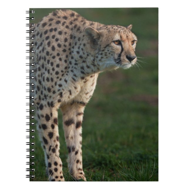 Cheetah Ready to Pounce Notebook (Front)