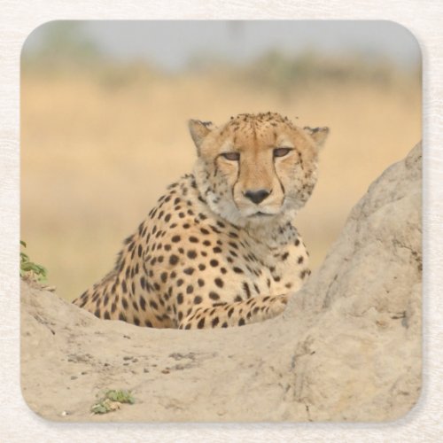 Cheetah Relaxing Onn A Termite MoundGaze Coaster Square Paper Coaster