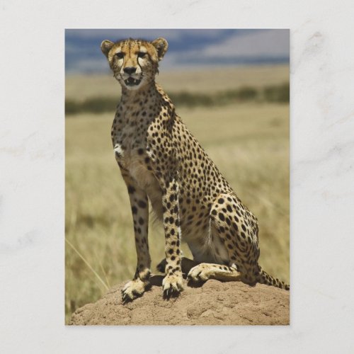 Cheetah resting Acinonyx jubatus Masai Mara Postcard