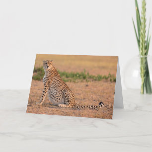 Cheetah Resting in Early Morning Card