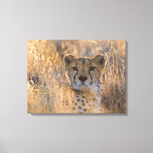 Cheetah Resting male Canvas Print