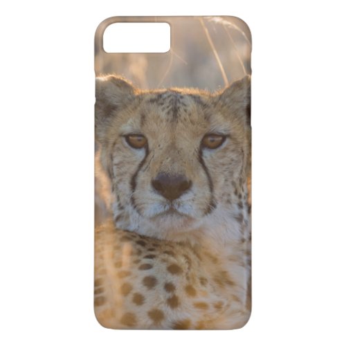 Cheetah Resting male iPhone 8 Plus7 Plus Case