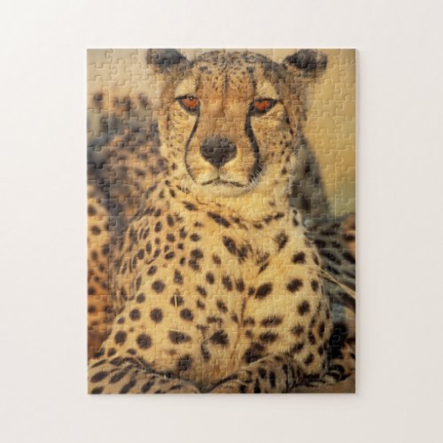 Cheetah Resting male Jigsaw Puzzle