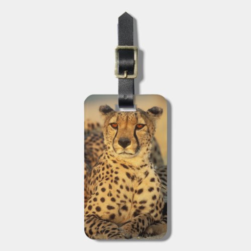 Cheetah Resting male Luggage Tag