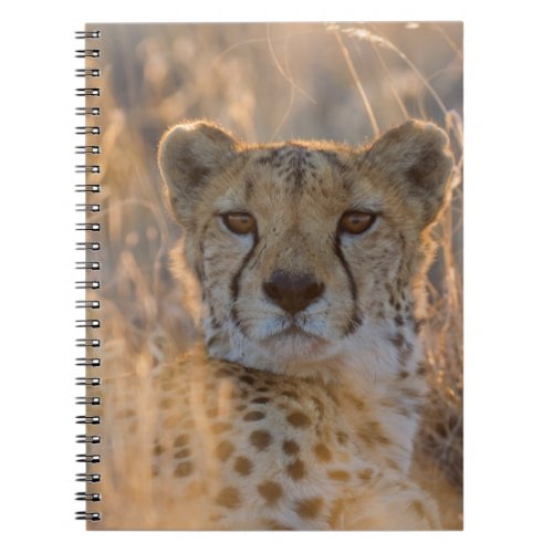 Cheetah Resting male Notebook