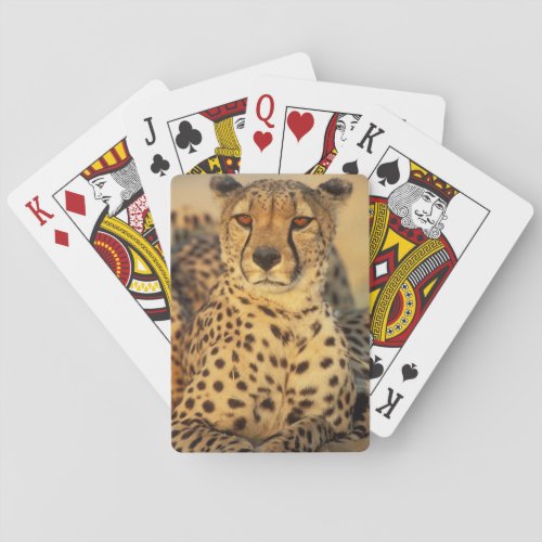 Cheetah Resting male Playing Cards