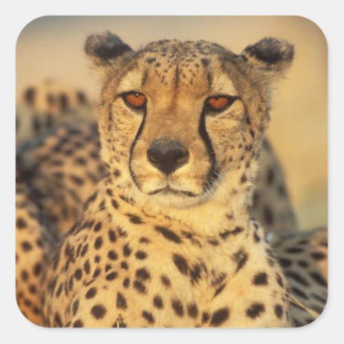 Cheetah Resting male Square Sticker