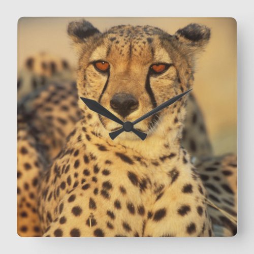 Cheetah Resting male Square Wall Clock