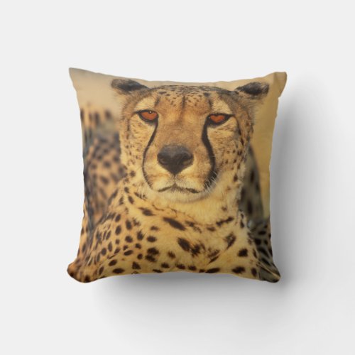 Cheetah Resting male Throw Pillow