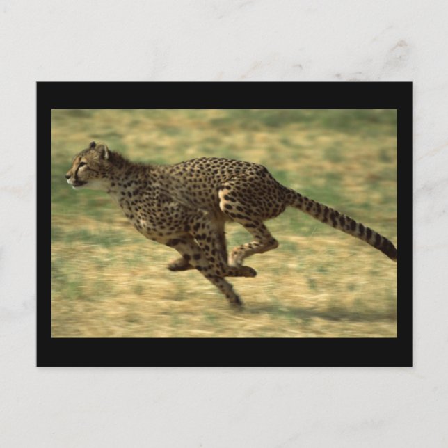 Cheetah Run Postcard (Front)