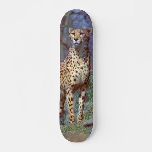Cheetah Skateboard Deck (Front)