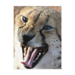 Cheetah Snarl Postcards