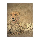 Cheetah Spots Postcard