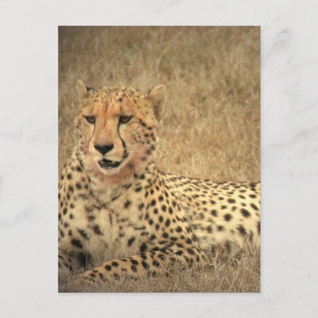 Cheetah Spots Postcard (Front)