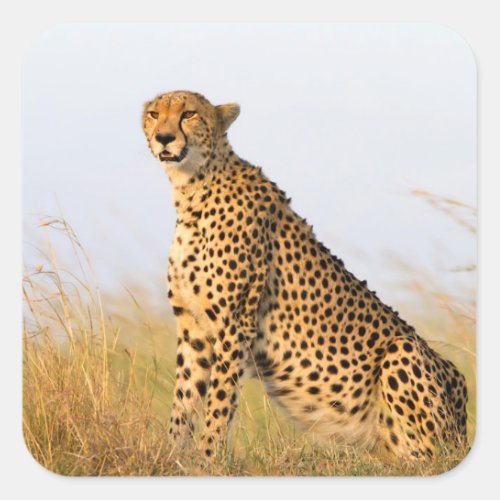 Cheetah Square Sticker