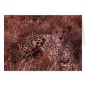 Cheetah Stare (Front Horizontal)