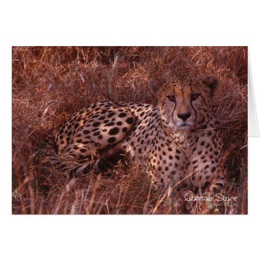 Cheetah Stare (Front Horizontal)