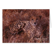 Cheetah Stare (Front Horizontal)