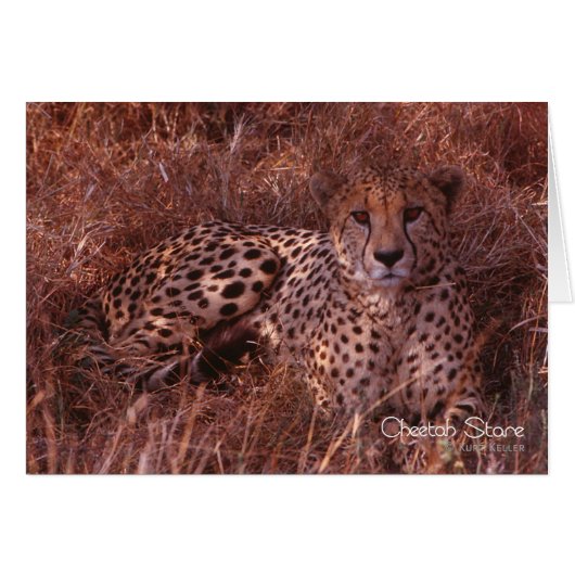 Cheetah Stare (Front Horizontal)
