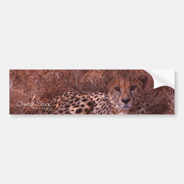 Cheetah Stare Bumper Sticker (Front)