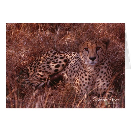 Cheetah Stare Cards (Front Horizontal)