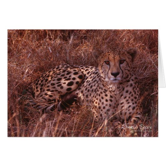 Cheetah Stare Cards (Front Horizontal)