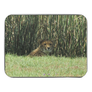 cheetah stare jigsaw puzzle