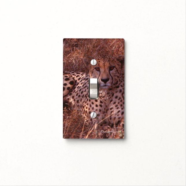 Cheetah Stare Light Switch Cover (In Situ)