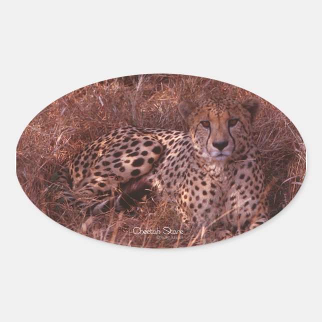 Cheetah Stare Oval Stickers (Front)