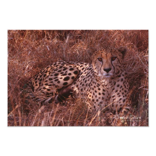 Cheetah Stare Photo Print (Front)