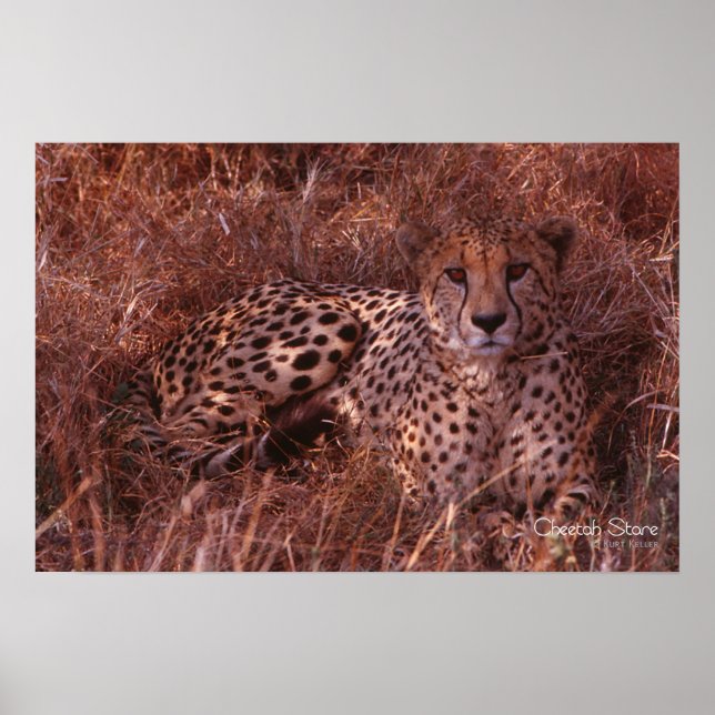 Cheetah Stare Poster (Front)