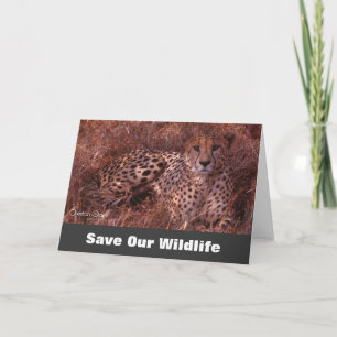 Cheetah Stare, Save Our Wildlife Greeting Card