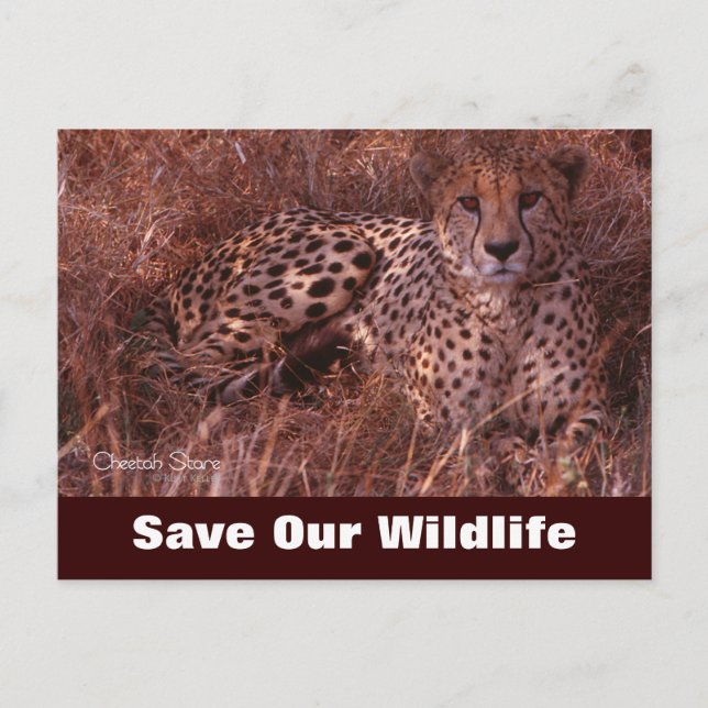 Cheetah Stare, Save Our Wildlife Postcard (Front)