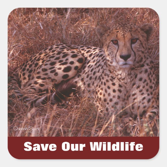 Cheetah Stare Save Our Wildlife Square Sticker (Front)