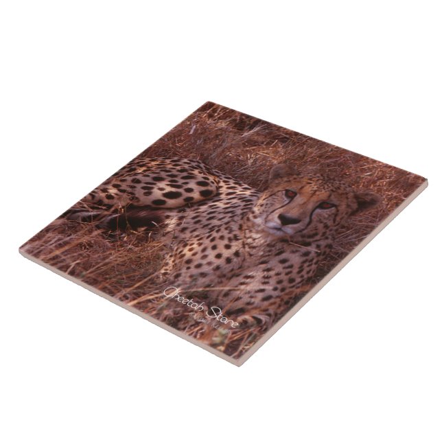 Cheetah Stare Tile (Side)