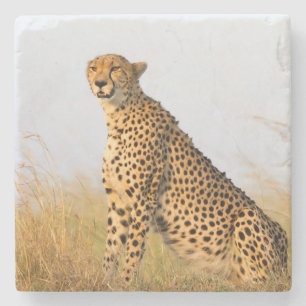 Cheetah Stone Coaster
