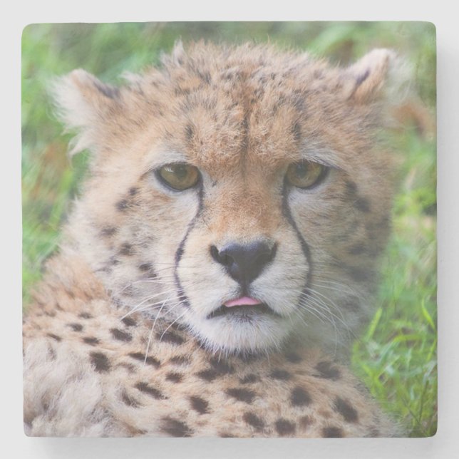 Cheetah Stone Coaster (Front)