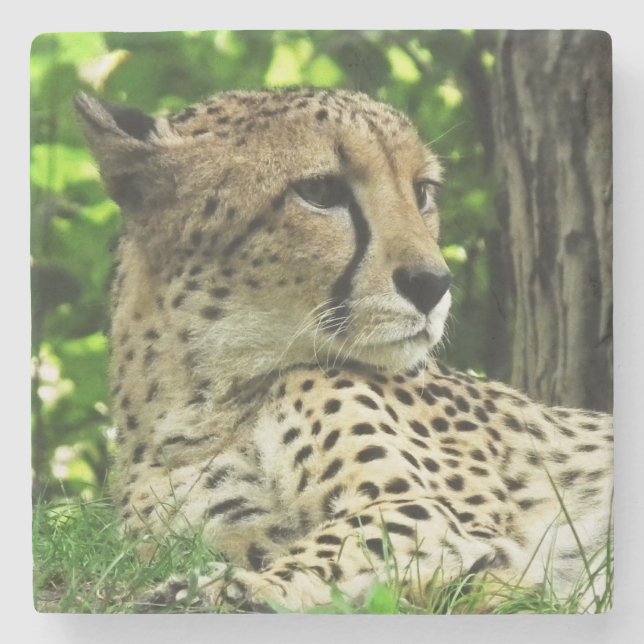 Cheetah Stone Coaster (Front)