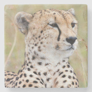 Cheetah Stone Coaster