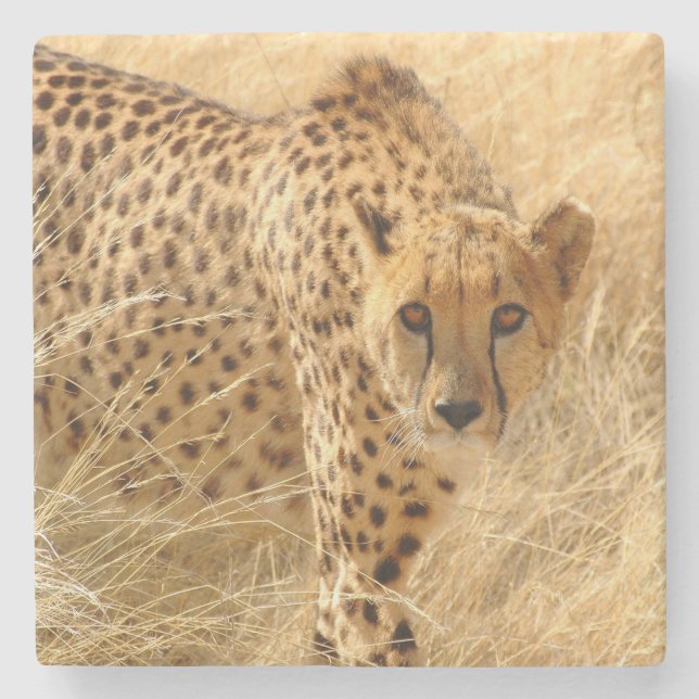 Cheetah Stone Coaster (Front)