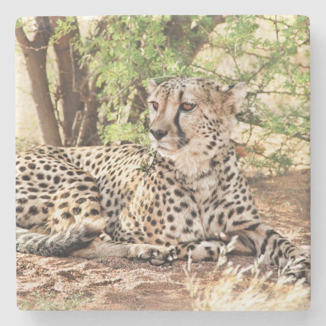 Cheetah Stone Coaster (Front)