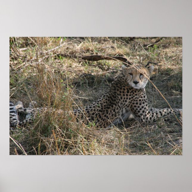 cheetah stretch poster (Front)