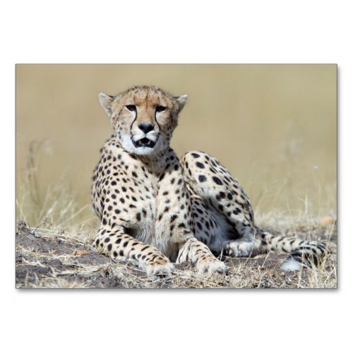 Cheetah Table Number