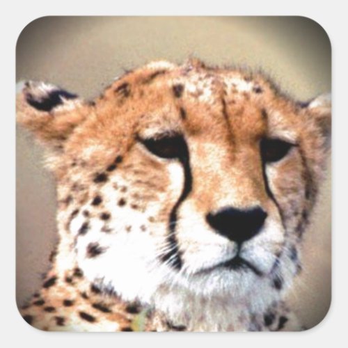 Cheetah Tear Marks Hakunamatata Square Sticker